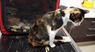Парализованная кошка доползла до места, где оставила котят, после того, как человек пытался ее убить (6 фото)