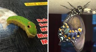 Необычный питомец подростка: огромная гусеница превратилась в бабочку (16 фото + 1 видео)