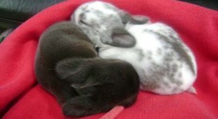 Об одной семье кроликов