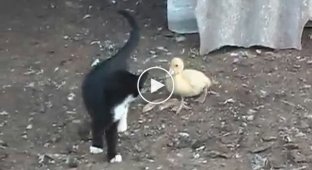 Котенок против маленького утенка