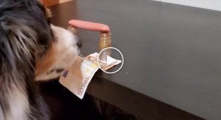 Пес умеет вытаскивать купюры из-под монет