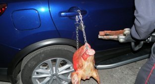 Хозяйке Nissan в Чебоксарах подложили свинью (5 фото)