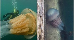 У британских берегов заметили медузу размером с человека (7 фото + 1 видео)