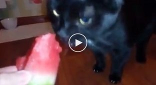 Кот который при поедании арбуза издает забавные звуки