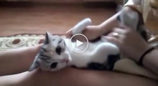 Как успокоить кота за 3 секунды