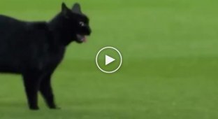 Черный кот прервал футбольный матч