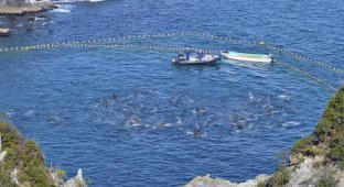 В Японии продолжаются жестокие убийства дельфинов (11 фото) (жесть)