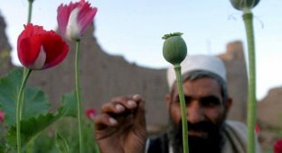 НАТО поддерживает производство наркотиков в Афганистане (3 фото)