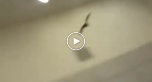 Бездомный пушистый охотник напал на летучую мышь