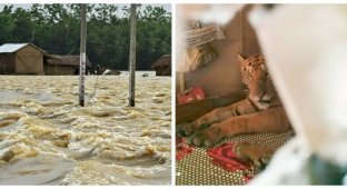 В Индии обессиленная тигрица пришла в дом и проспала на кровати целый день (4 фото)