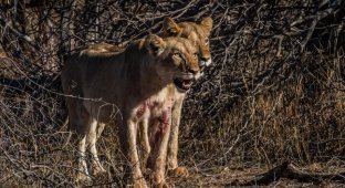 Душераздирающие кадры того, как голодная львица гонялась за жирафом