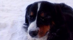 В Омске пес по кличке Ватсон нашел замерзающих в снегу котят (5 фото)