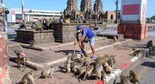Планета обезьян: люди пытаются вернуть утраченный тайский город (16 фото)
