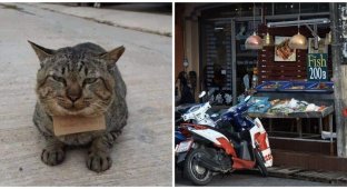 Котик из Таиланда вернулся домой с долгами (3 фото)