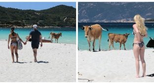 Пляжи Корсики оккупировали агрессивные бродячие коровы (4 фото)