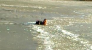 Мужчина бросился в ледяную воду, чтобы спасти тонущего пса (3 фото + видео)