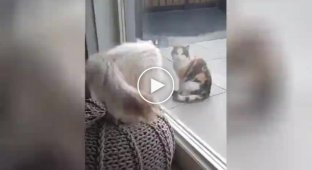 Коты изучают технику бесконтактного боя
