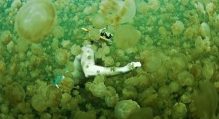 В этом озере можно безопасно плавать с миллионами медуз (6 фото)