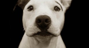 Портреты брошенных собак (13 фото)