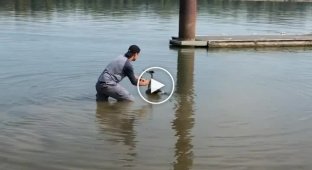 Парень прыгает в воду, чтобы спасти запутанную голубую цаплю