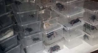 Владелец 300 ядовитых пауков зажарил их электроодеялом (5 фото)