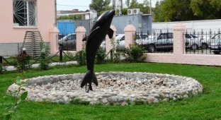 Черный дельфин (18 фото)