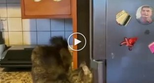 Голодный и очень настырный кот, который изо всех сил ломится в холодильник