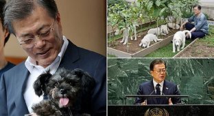 Президент Южной Кореи призвал соотечественников отказаться от собачатины (8 фото)