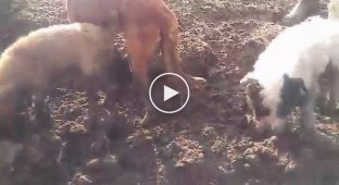 Гончие собаки с помощью хозяевов вылавливают полевок в поле