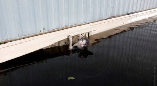 Как во время урагана в США спасают домашних животных (10 фото)