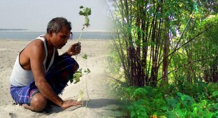 Удивительный человек Джадав Пайенг, который в одиночку вырастил огромный лес (8 фото)