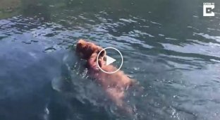 Медведица плывет с медвежатами по реке Лена