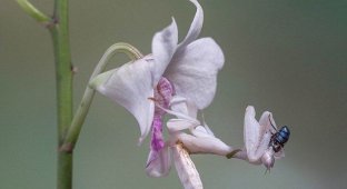 Коварный цветок орхидеи (3 фото)