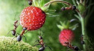 Невероятные факты о муравьях (13 фото)