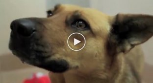 Собака Дора которая потерялась испугавшись фейерверка, спустя 7 месяцев, встретила опять своих хозяевов