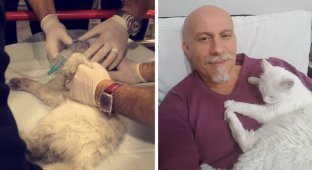 Врач-реаниматолог спас кошку, сделав ей массаж сердца (8 фото + 1 видео)