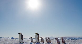 Императорские пингвины: антарктическая редкость (17 фото)