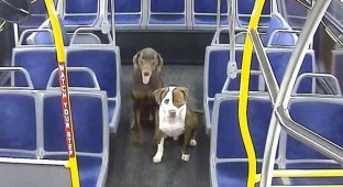 Водитель автобуса помогла найти дом двум потерявшимся собакам (7 фото + 1 видео)