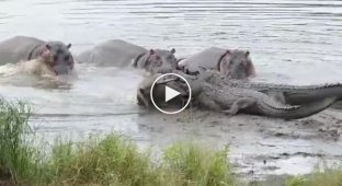 Бегемоты спасли антилопу гну от двух крокодилов