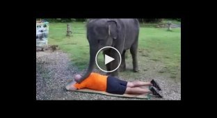 Тайский массаж от слоненка