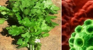 Это растение убивает 86% клеток рака легких!