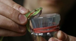 Как сделать свой организм невосприимчивым к ядам змей (22 фото)