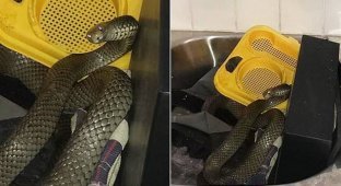 Австралийка пережила в своем доме нашествие ядовитых змей (5 фото)