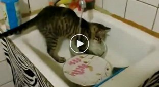 Кот посудомойка