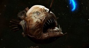 Страшные морские создания (19 фото)