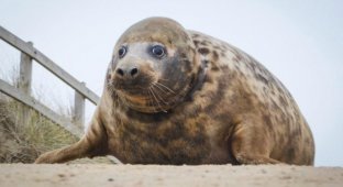 Тюлениха чуть не умерла из-за фрисби, пережавшей её шею (8 фото)