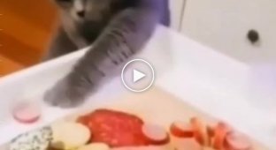 Хитрый кот пытается украсть колбасу