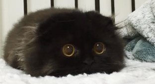 Знакомьтесь, Джимо — кот с самыми большими глазами (10 фото)