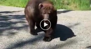 Гигантский медведь поприветствовал туристов и спокойно удалился