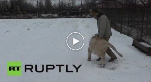 Африканские львы из Крымского парка не испугались снега